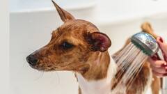 Dog Care: গরমকালে কতদিন অন্তর স্নান করাবেন সারমেয় সন্তানটিকে?