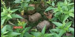 Malda: ভারত-বাংলাদেশ সীমান্তবর্তী বক্সীনগর এলাকা থেকে উদ্ধার তাজা বোমা
