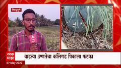 Climate change मुळे पिकाला फटका, शेतकरी हवालदिल वाढत्या उष्णतेचा Sindhudurg मधील कलिंगड पिकाला फटका