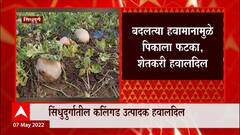 Sindhudurg Hit : वाढत्या उष्णतेचा सिंधुदुर्गातील कलिंगड पिकालाही फटका ABP Majha