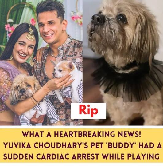 Heartbreaking News: yuvika chaudhary  pet 'buddy' had a cardiac arrest while playing Heartbreaking News: युविका चौधरी के पेट डॉग की कार्डियक अरेस्ट से मौत