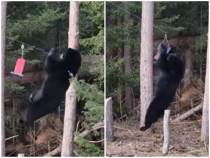 Giant bear entered the backyard of the house in search of food Watch: खाने की तलाश में घर के बैकयार्ड में घुसा विशालकाय भालू, तार पर लटककर मचाया उत्पात