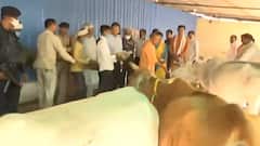 Jhansi पहुंचे CM Yogi का दिखा गौ प्रेम, एक गौशाला में CM ने गायों को खिलाया चारा