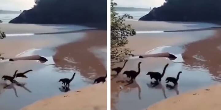 Viral Video Baby Dinosaurs running on Beach Coatimundis Video confused Users- Watch Viral Video: দৌড়ে যাচ্ছে খুদে ডাইনোসরের দল? ফিরে এল জুরাসিক যুগ?