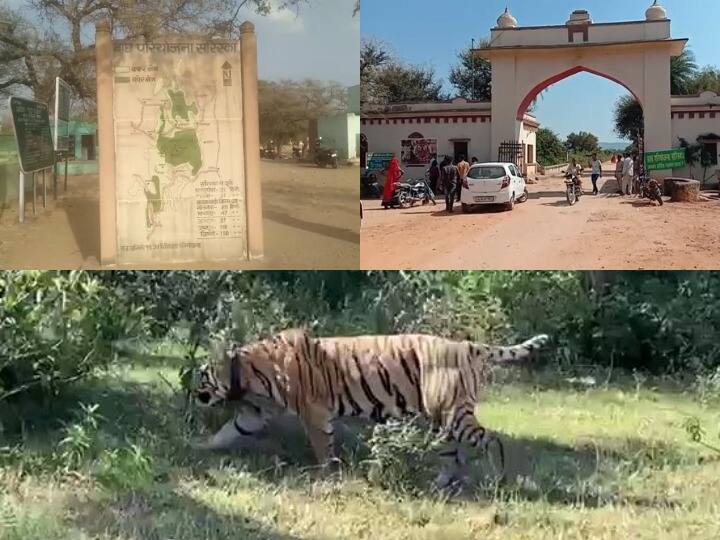 Mother's Day 2022 Tigress ST 2 of Sariska Forest Sanctuary in Rajasthan helped in employment ANN Mother's Day 2022: सरिस्का वन अभ्यारण्य की बाघिन एसटी 2 को सलाम, हजारों लोगों के रोजगार में ऐसे बनी मददगार