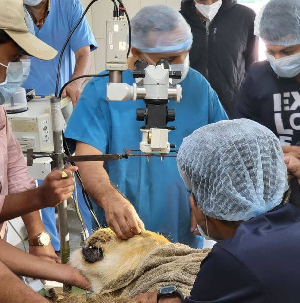 Lion's eye surgery was performed at Sakkarbagh in Junagadh જૂનાગઢના સક્કરબાગમાં સિંહની આંખની સર્જરી કરવામાં આવી