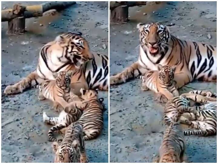 Tiger cubs cheerfully frolic among themselves with their mother tigress in Bengal Safari Park near Siliguri Watch: मदर्स डे पर वायरल हुई चार शावकों की खूंखार मां, वीडियो देख पिघल जाएगा दिल
