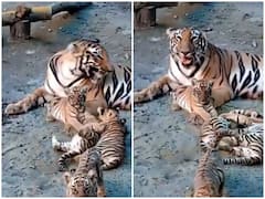 Watch: मदर्स डे पर वायरल हुई चार शावकों की खूंखार मां, वीडियो देख पिघल जाएगा दिल