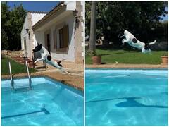 Watch: कुत्ते ने फुल स्पीड में लगाई हैरतअंगेज छलांग, हैरान कर देगी फुर्ती