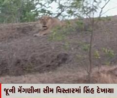 જંગલ છોડી ગામડામાં સિંહના ધામા, લોકોમાં ફફડાટ