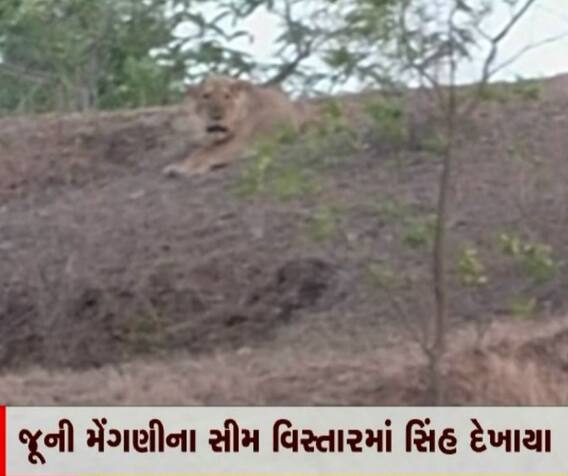 જંગલ છોડી ગામડામાં સિંહના ધામા, લોકોમાં ફફડાટ