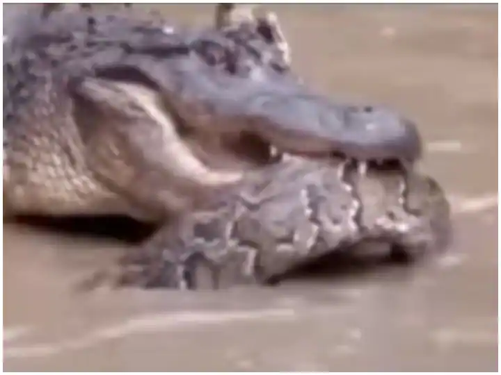 dangerous fight between python and crocodile under water Trending Marathi News Watch : कोण पडलं कोणावर भारी? पाण्यात अजगर आणि मगरीमध्ये झटापट; अंगावर शहारे आणणारा व्हिडीओ व्हायरल