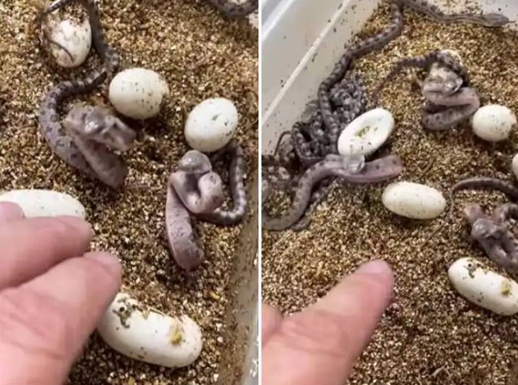 new born baby of snake attacked care taker after hatch out of eggs Trending News : अंड्यातून बाहेर पडताच सापाचा केअरटेकरवरच हल्ला, थरकाप उडवणारा व्हिडीओ पाहाच