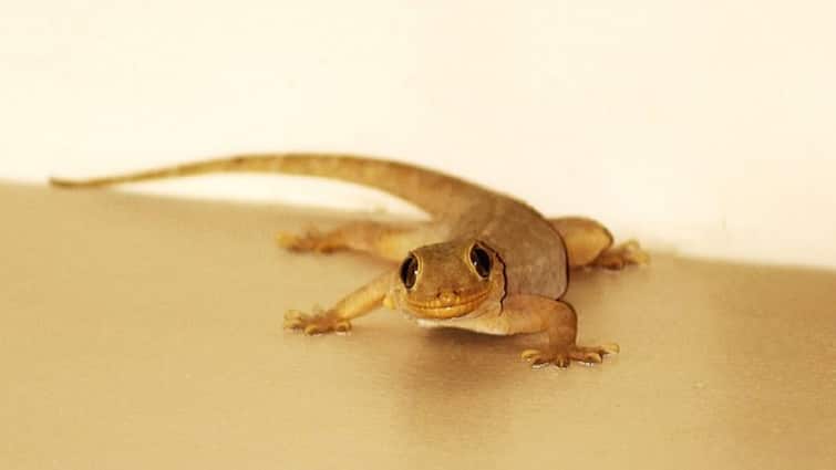 Lizard Astrology For Female See In Home Do This Trick ...