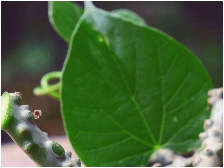 गिलोय की पत्तियों को उबालकर पीने से इम्यून सिस्टम बूस्ट होता है. शरीर कई खतरनाक बीमारियों से सुरक्षित रहता है.