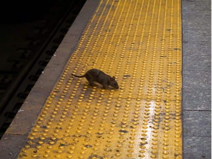 Rat Problem In New York City Only Getting Bigger. Experts See A Pandemic Connection, Says Report New York City Has A Rat Problem. And Pandemic Has Only Made It Bigger, Report Says