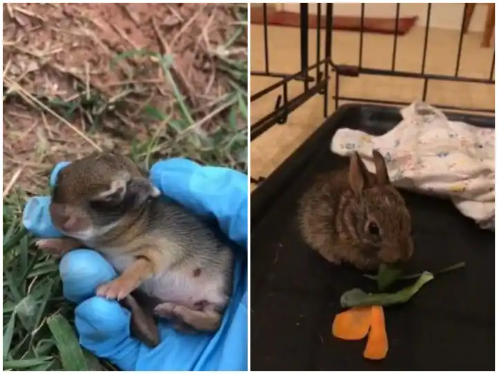 Watch :  ਮਾਂ ਦੇ ਨਾ ਹੋਣ 'ਤੇ ਔਰਤ ਨੇ ਰੱਖਿਆ ਖਰਗੋਸ਼ ਦੇ ਬੱਚੇ ਦਾ ਧਿਆਨ, ਦਿਲ ਜਿੱਤ ਰਿਹੈ ਵੀਡੀਓ