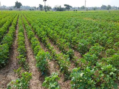 Pest attack on cotton crop in Thiruvarur district Thiruvarur : பருத்தியை படுத்தி எடுத்த பூச்சிகள்: 10 ஆயிரம் ஏக்கர் விவசாயம் பாதிப்பு!