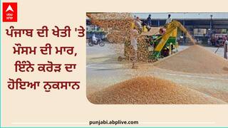 ਪੰਜਾਬ ਦੀ ਖੇਤੀ 'ਤੇ ਮੌਸਮ ਦੀ ਮਾਰ, ਕਣਕ ਦਾ ਝਾੜ ਘਟਣ ਨਾਲ ਕਰੀਬ 7200 ਕਰੋੜ ਦਾ ਨੁਕਸਾਨ