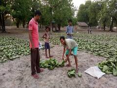 Chhattisgarh: बस्तर में मौसम की मार से 'हरे सोने' की खरीदी हुई प्रभावित, ग्रामीण संग्राहक हुए मायूस