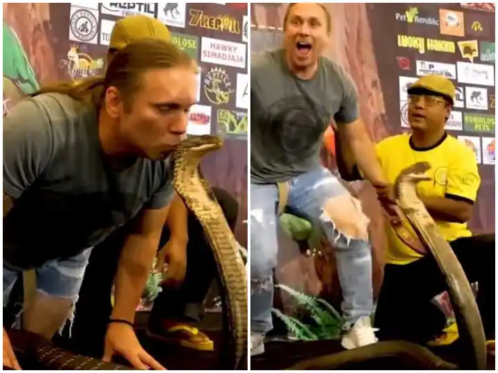 Watch: ਵਿਸ਼ਾਲ ਕਿੰਗ ਕੋਬਰਾ ਦੇ ਮੱਥੇ ਨੂੰ ਚੁੰਮਦਾ ਹੋਇਆ ਵਿਅਕਤੀ, ਹੋਸ਼ ਉਡਾ ਦੇਵੇਗਾ ਵੀਡੀਓ