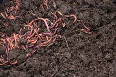 Agriculture News: ‘જમીનના આંતરડા’ તરીકે ઓળખાય છે આ કીડા, ખેડૂતોનો છે ઘનિષ્ઠ મિત્ર