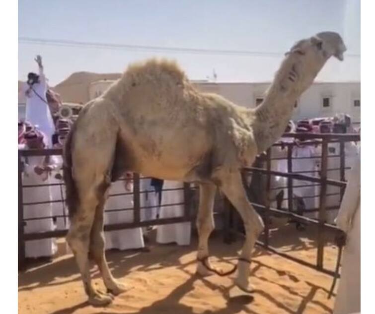 worlds most expensive camel sold for 140 million auctioned in saudi arabia Trending : जगातला सर्वाधिक महागडा उंट, सौदी अरेबियात झाला इतक्या रक्कमेला लिलाव