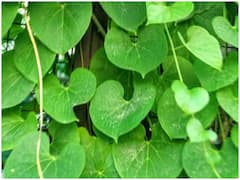 Health Tips: गिलोय के पत्तों को उबालकर पीने से बढ़ेगी Immunity, मिलेंगे ढ़ेरों फायदे