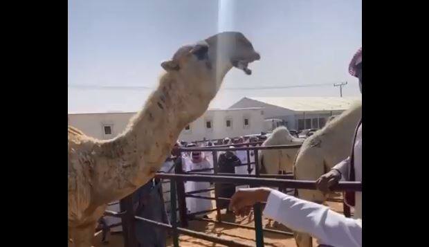 Viral News, worlds most expensive camel, the price will blow your mind Viral News: ਦੁਨੀਆ ਦਾ ਸਭ ਤੋਂ ਮਹਿੰਗਾ ਊਠ, ਕੀਮਤ ਉਡਾ ਦੇਵੇਗੀ ਹੋਸ਼