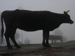 Hindu Mahapanchayat: नूंह में हुआ हिंदू महापंचायत का आयोजन, गौ तस्करी के मामलों की सुनवाई के लिए फास्ट ट्रेक कोर्ट के गठन की मांग