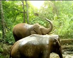 PHOTO : तळकोकणातील तिलारी खोऱ्यातील देवतळीत गजराजांनी केलं स्नान