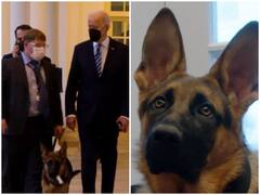 Watch: व्हाइट हाउस में धमाल मचाते दिखा राष्ट्रपति जो बाइडेन का चहेता, मासूमियत से जीत रहा दिल