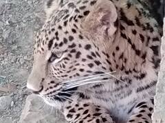 Bhopal: भोपाल के वन विहार में मादा तेंदुए 'पिंकी' की हुई मौत, कमजोर होने के चलते मां ने छोड़ दिया था साथ