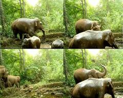 PHOTO : तळकोकणातील तिलारी खोऱ्यातील देवतळीत गजराजांनी केलं स्नान