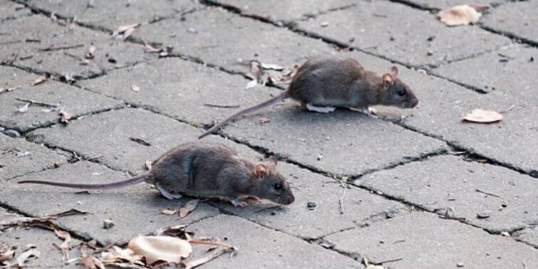 Viral News: New York City Has A Rat Problem And Pandemic Has Only Made It Bigger Viral News: অতিমারীর ফলে বেড়েছে নিউ ইয়র্কের শতাব্দী প্রাচীন 'ইঁদুর সমস্যা'