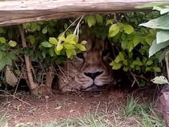 Lion In Bush: అదుగో సింహం, జనాలు పరుగో పరుగు, సీన్ కట్ చేస్తే..