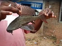 Devil Fish: రాజమండ్రి దగ్గర దెయ్యం చేప కలకలం, వామ్మో! చాలా డేంజర్ - దొరికితే చంపేయాల్సిందే