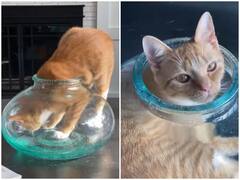 Watch: देखते ही देखते छोटे से फिश टैंक में जा बैठी बिल्ली, कारनामा देख रह जाएंगे दंग