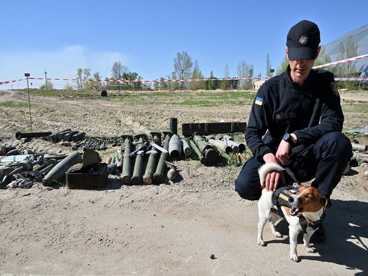 Ukraine Mine-Sniffing Dog Patron Gets A Medal After Finding Over 200 Explosives Russian invasion Kyiv President Volodymyr Zelensky Ukraine’s Mine-Sniffing Dog Patron Gets A Medal After Finding Over 200 Explosives