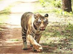 Jabalpur News: बांधवगढ़ नेशनल पार्क में बाघिन तारा ने दिया 4 शावकों को जन्म, पर्यटकों को भा रहे हैं बाघ के बच्चे