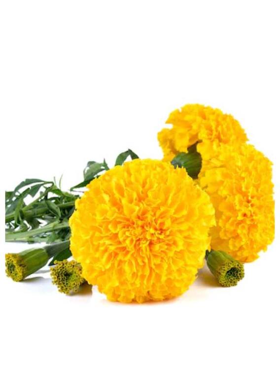 स्किन की खूबसूरती के साथ-साथ शरीर की इन 10 परेशानियों को दूर कर सकता है गेंदे का फूल