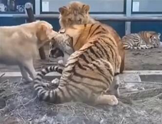 dog plucking tiger ear in viral video Viral Video : वाघावर भारी पडला कुत्रा, पाहा थक्क करणारा व्हिडीओ