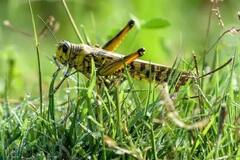 Locust: ખેડૂતના પાકને તબાહ કરી નાંખે છે તીડ, જાણો તીડથી બચવા અને નિયંત્રણ માટે શું કરશો