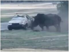 Watch: गुस्सैल गैंडे ने चंद सेकंड में उड़ाए कार के परखच्चे, रोंगटे खड़े कर देगा वीडियो