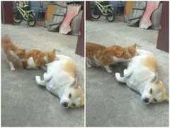 Watch: बिल्ली के बच्चों को शांति से दूध पिलाते नजर आई डॉगी, वीडियो ने जीता दिल