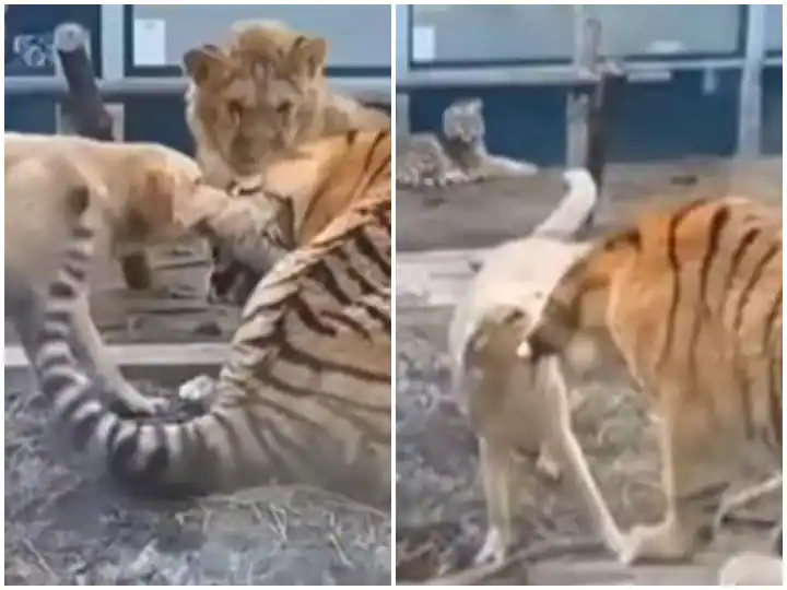 Watch: The dog released the tiger's sweat, pressed his ear and let out a scream Watch: ਕੁੱਤੇ ਨੇ ਛੁਡਵਾਏ ਬਾਘ ਦੇ ਪਸੀਨੇ, ਕੰਨ ਨੂੰ ਦੱਬਿਆ ਤਾਂ ਨਿਕਲ ਗਈ ਚੀਕ