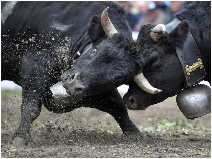 Battle Of Cows: यहां होता है गायों में मुकाबला, जीतने वाली गाय को पहनाया जाता है क्वीन का ताज