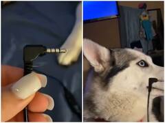 Watch: गलती करने के बाद मासूम बनने की कोशिश करते दिखा डॉगी, वीडियो ने जीता लाखों का दिल