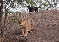 સિંહ ભાગ્યોઃ ખેતરમાં કૂતરો પાછળ પડતા સિંહ ભાગ્યો, વીડિયો વાયરલ