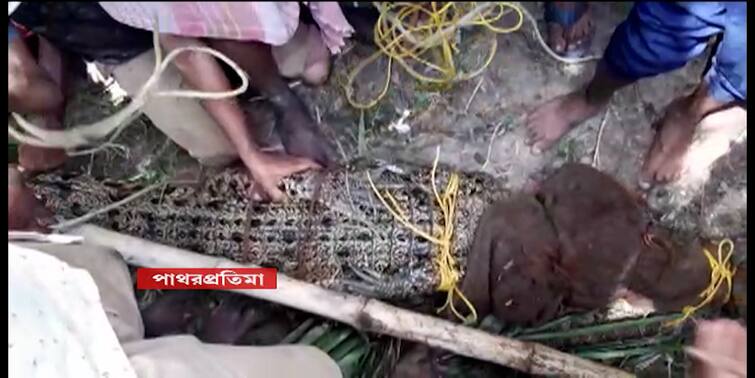 South 24 Paraganas: a large crocodile rescued from locality of Patharpratima South 24 Paraganas: পাথরপ্রতিমার লোকালয়ে কুমির, দীর্ঘক্ষণের চেষ্টায় উদ্ধার